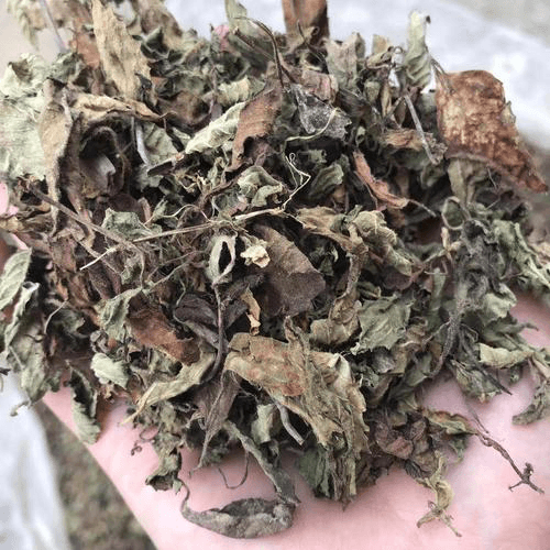 草粿草的功效与作用