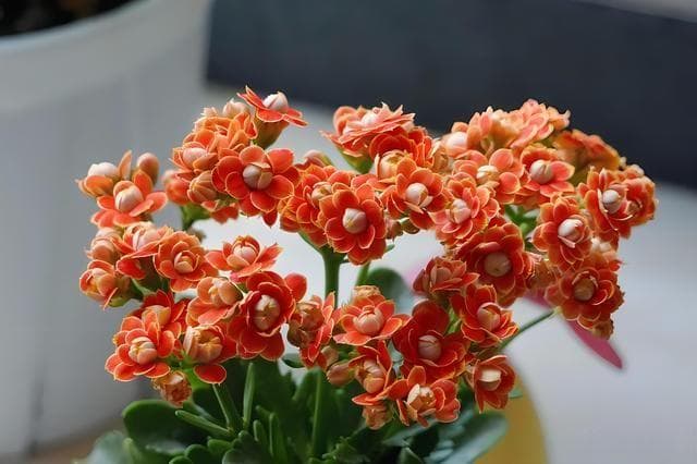 长寿花有什么品种？长寿花适合什么样的人养