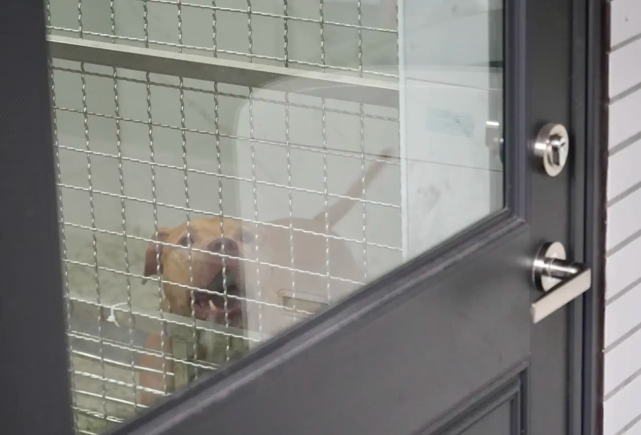 疑点片｜比特犬2度自开车窗咬人？网友揪3点不寻常　「并非无差别攻击」