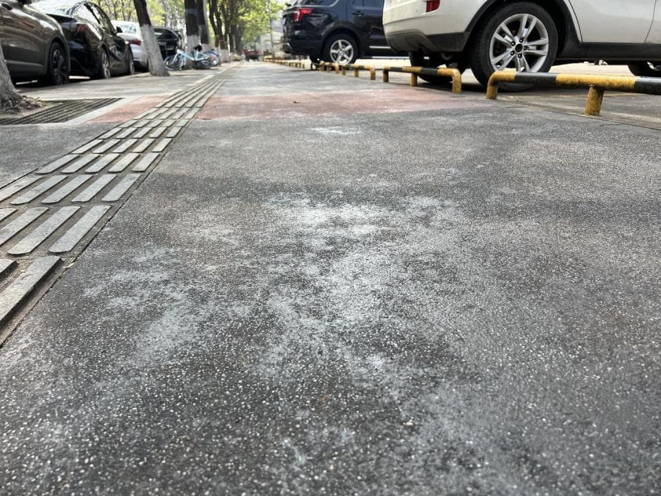 栾树“下雨”？专家：是蚜虫排泄物对人体无害，社区已提前做好预防