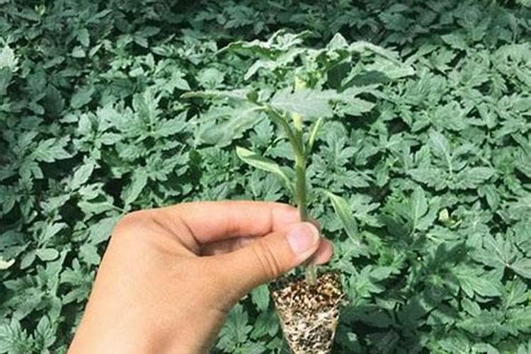 夏季番茄育苗完全指南：从病虫害防治到环境调控