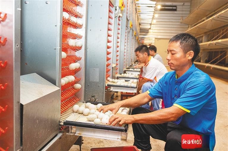 海南定安：蛋鸭“上楼”养殖，探索农业可持续发展新模式