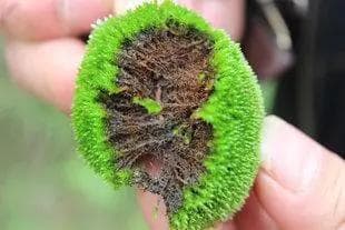 万年藓：一种独特的树状苔藓植物