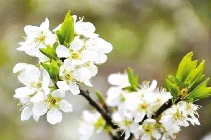 八首李花诗，桃红李白，开尽桃花见李花