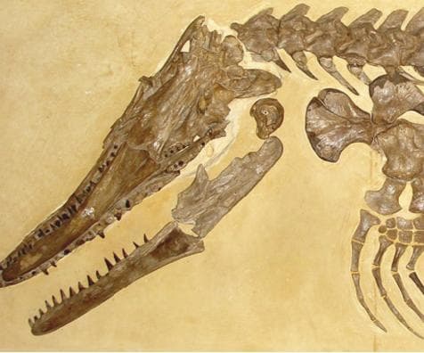 考古发现7400万年前沧龙化石：死于同类相残？