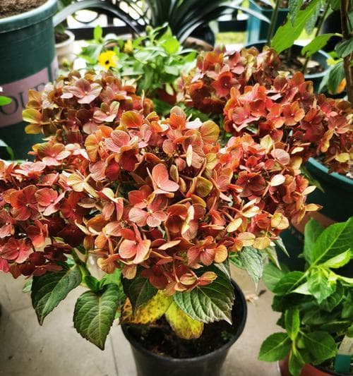 如何正确种植和养护绣球植物？（绣球上盆时间和养护方法）