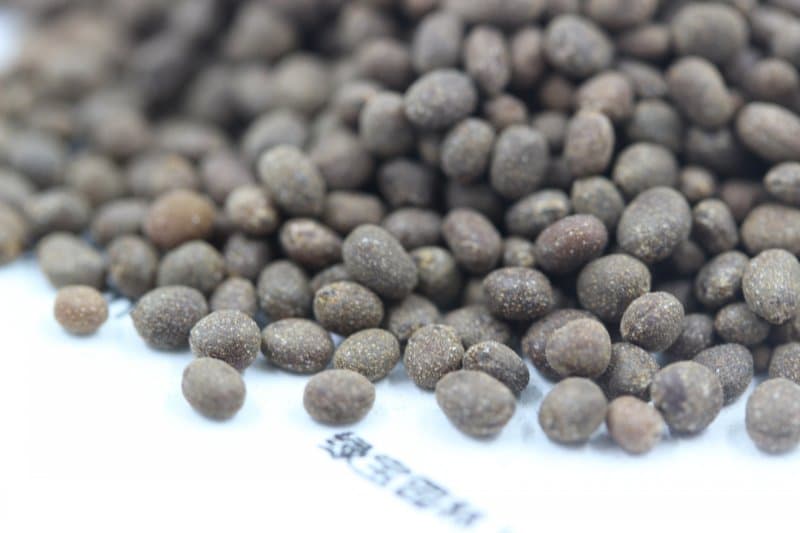 凤仙花的观赏与养护指南