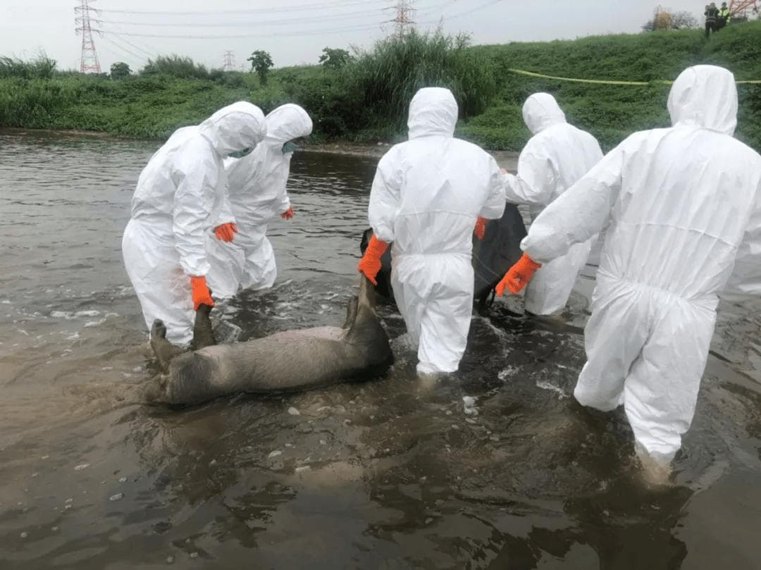 非洲猪瘟疫情致意大利猪肉制品出口受影响严重 ，多行业损失达5亿欧元