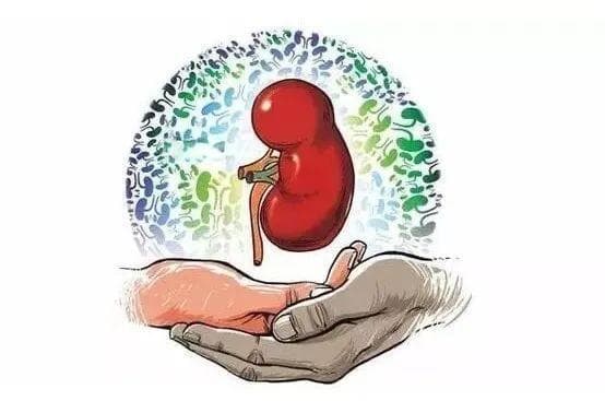春季养肾正当时，中医调理助健康