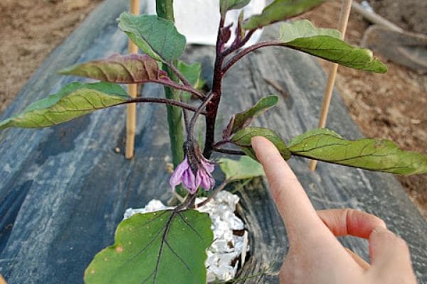 提高茄子产量的三大技巧：适时摘心、促弱控旺和激素处理