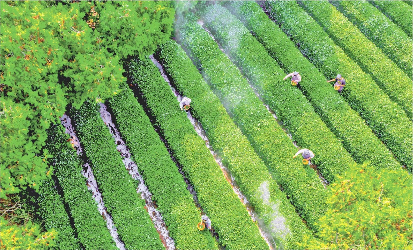 南方嘉木栖日照 近海山地飘茶香