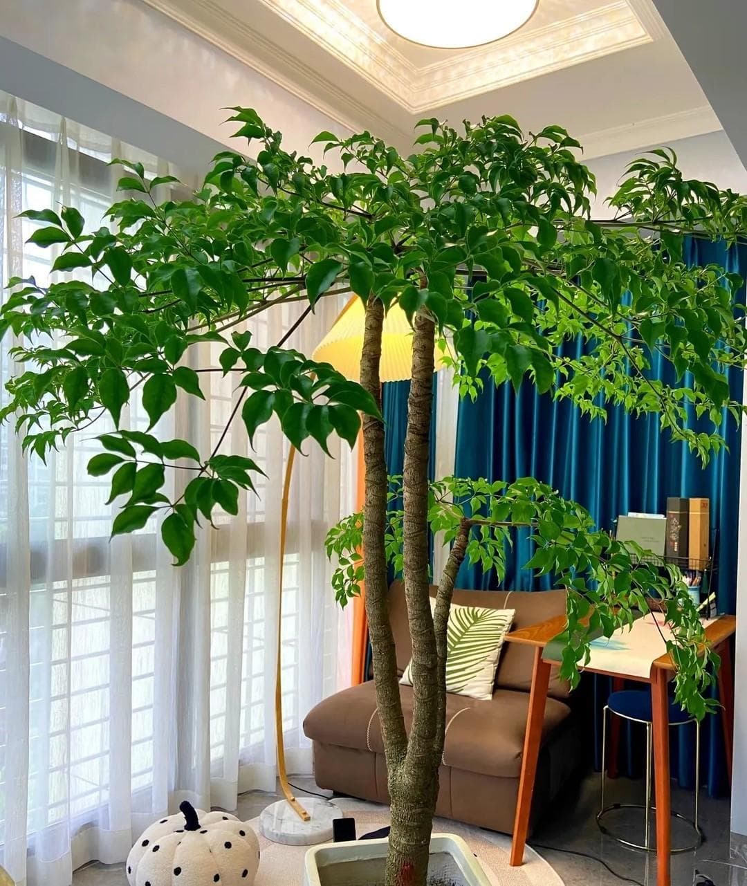 “屋中养花，旺人旺家”，4种吉祥植物，家里一摆好兆头接连不断