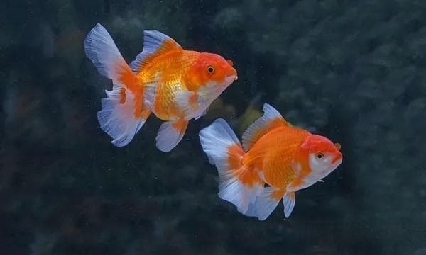 好养活的四大宠物鱼