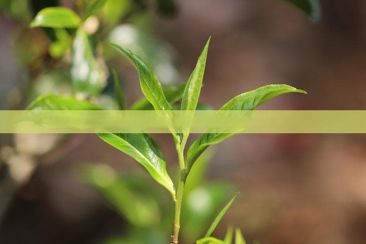 刮风寨普洱茶：功效、特点与树龄分类全解析
