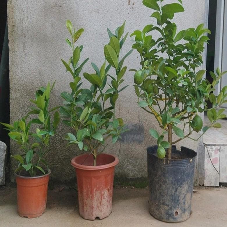 花盆里有蚂蚁怎么办能除根