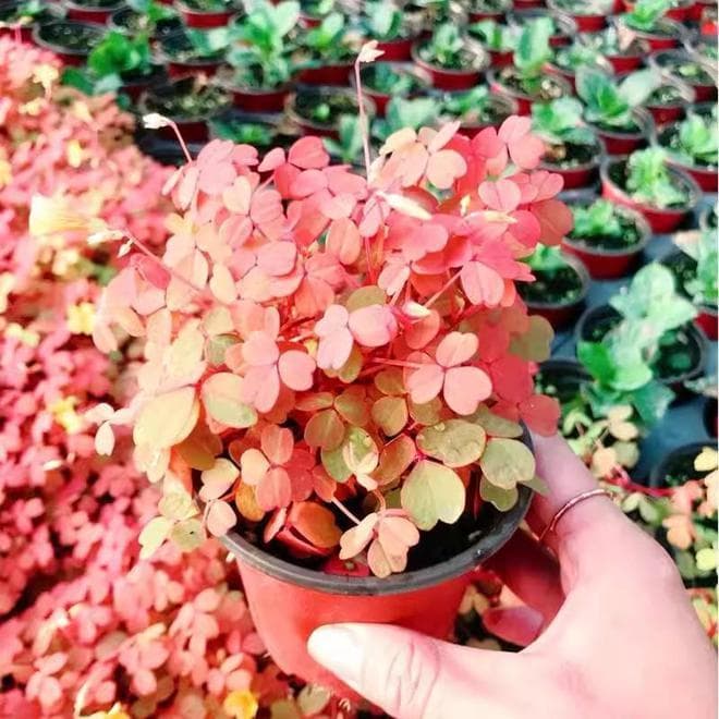 观叶植物小红枫—红叶酢浆草