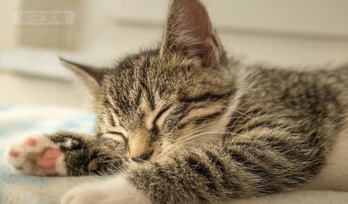 幼猫2月龄起喂猫粮，每日定时定量。