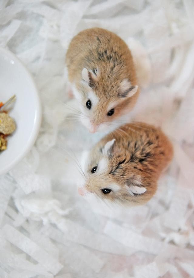 仓鼠的正确饲养方法