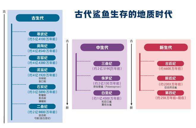 关于鲨鱼的一切|比人类历史还长的古代鲨鱼