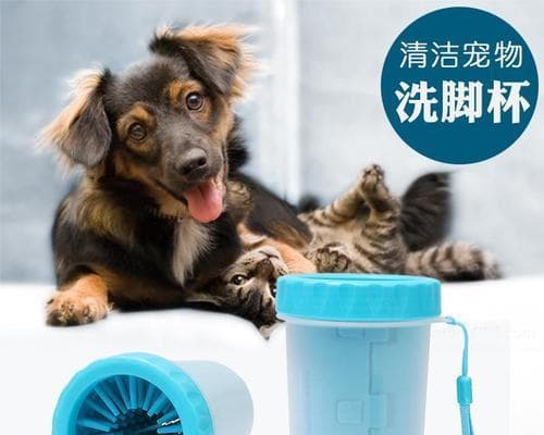 狗狗清洁护理全攻略：15个方面打造健康生活环境