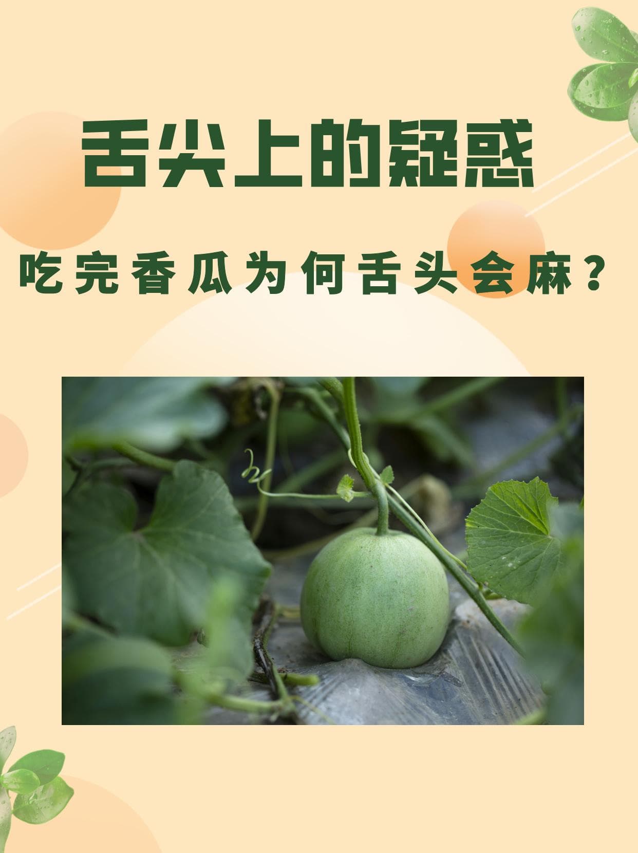 舌尖上的疑惑：吃完香瓜为何舌头会麻？