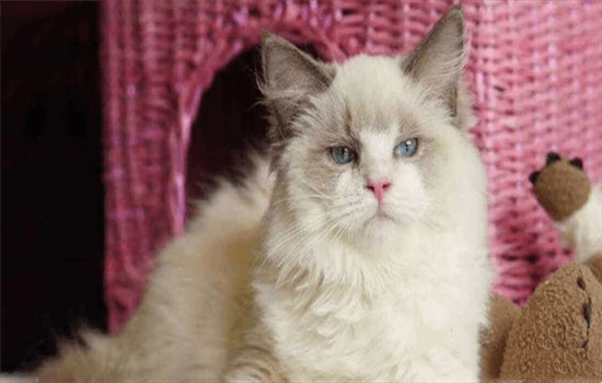 如何识别猫抓病症状