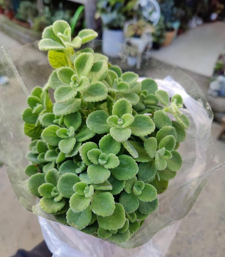 碰碰香开花吗，碰碰香有毒吗