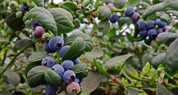 蓝莓采摘季节及成熟时间（了解蓝莓的采摘时间，尽享美味的果实）