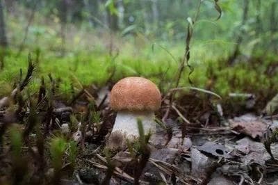菌菇界的“抗癌明星”：每天18克，癌症风险降低45%