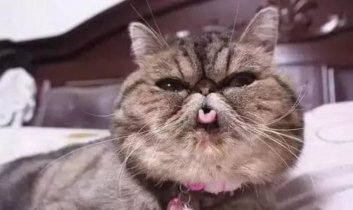 猫咪吐舌可能是散热或好奇