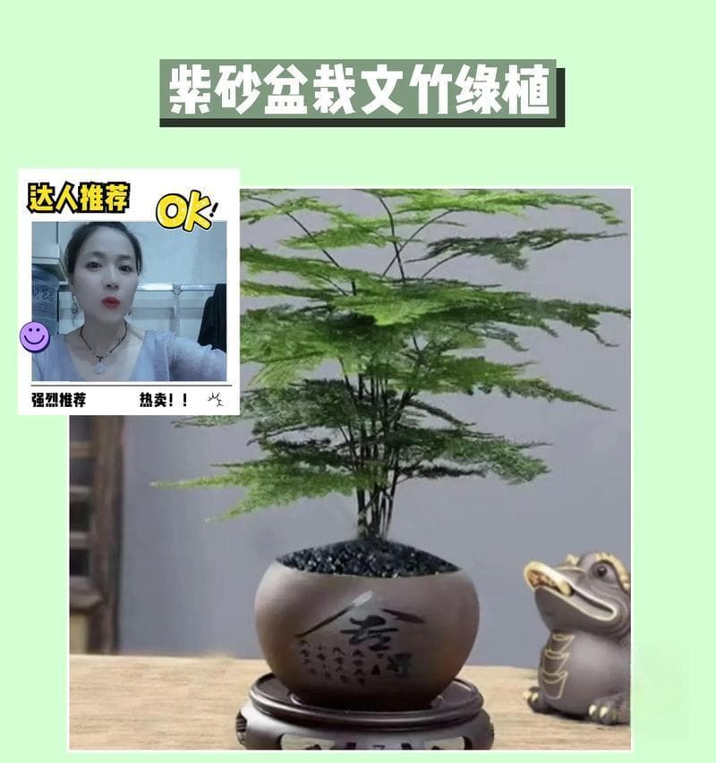 文竹的家庭养法（学会养护文竹，绿色添家居）