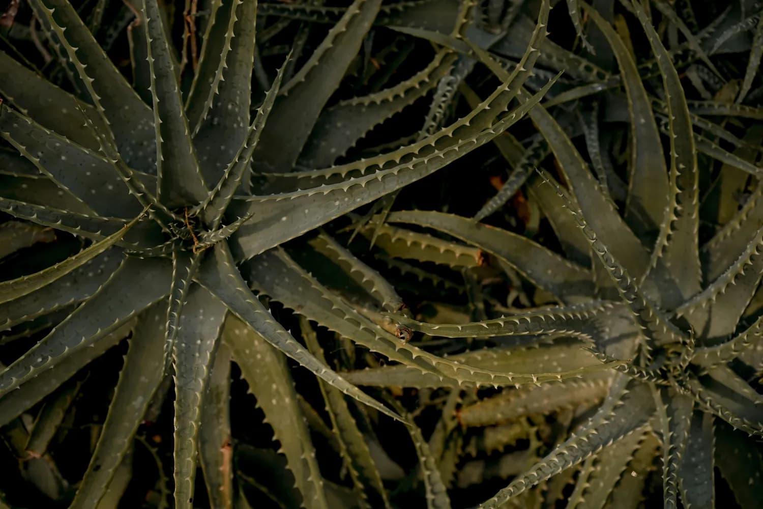 龙爪植物图鉴：你认识这些霸气植物吗？