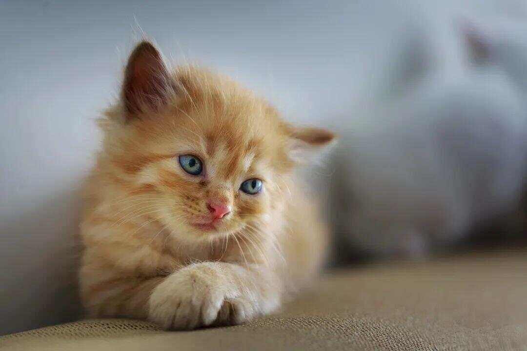 猫太黏人了怎么办？这份实用指南帮你轻松应对