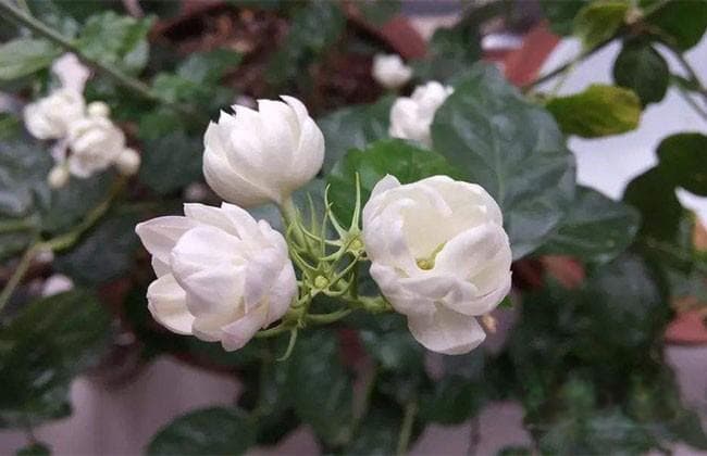 茉莉花的修剪方法，把握这几点爆盆不再难