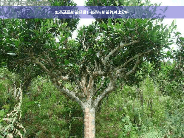 红茶还是新茶好喝？老茶与新茶的对比分析