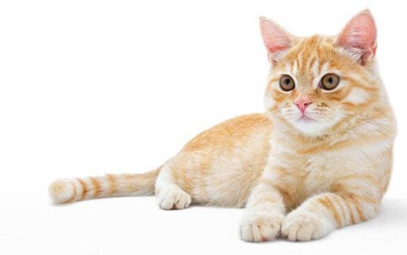 猫是否可以近亲配