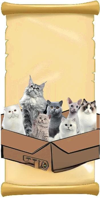 起底“免费领养”背后的“猫贷”陷阱