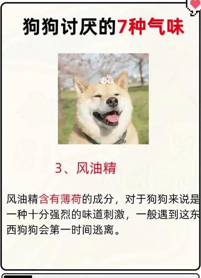 狗讨厌什么气味？这些气味能有效驱赶狗狗