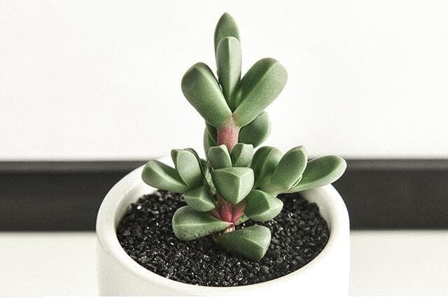 多肉植物冬季养殖全攻略：温度、浇水、光照与施肥要点