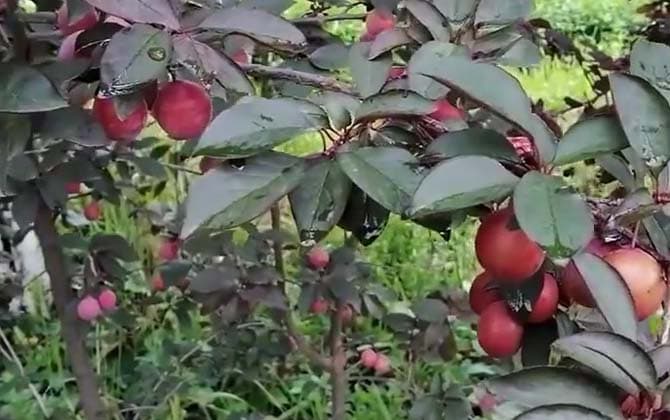 紫叶李：一种兼具观赏与食用价值的红色叶树种