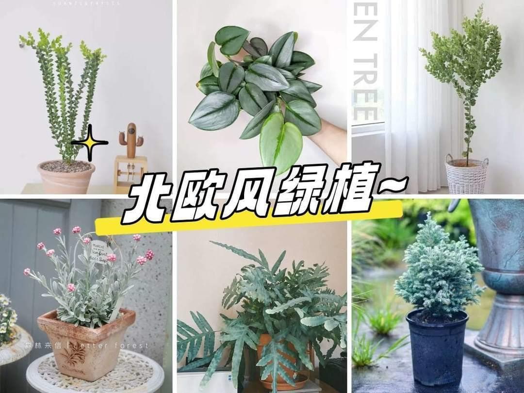 适合北欧风的高颜值绿植——银灰绿色植物大盘点