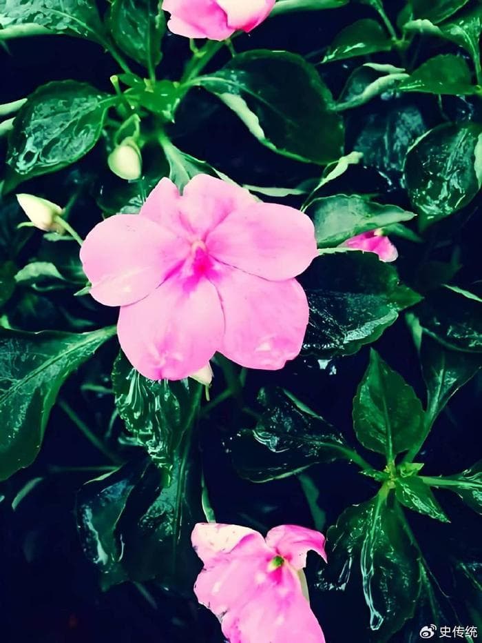 春雨润心，诗意盎然——诗人苏槿《春雨》赏析