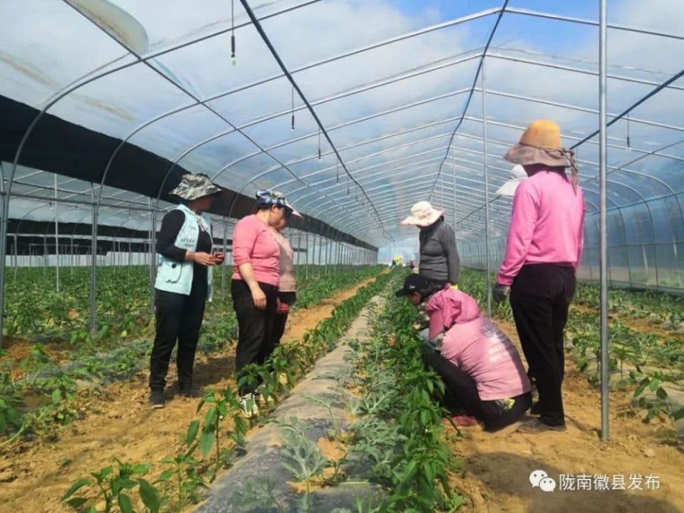 科技赋能春耕潮，产业振兴绘新篇——徽县春耕生产一线见闻