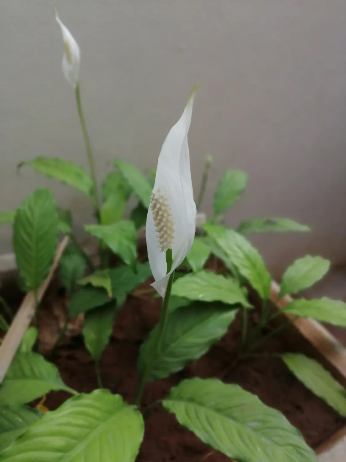 西洋参VS花旗参：谁是养生界的王者？