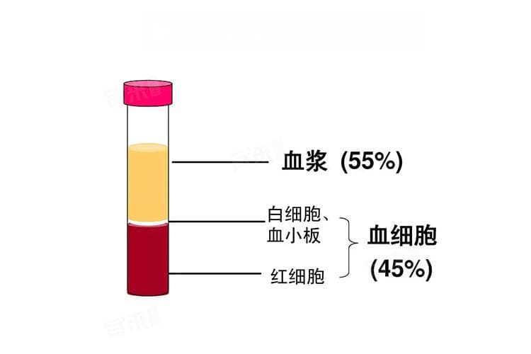 血清和血浆的区别
