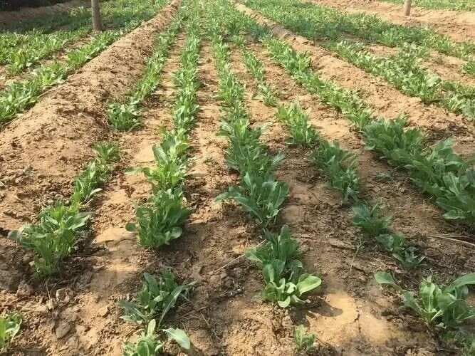 板蓝根种植技术要点：从种植到采收，全面解析！
