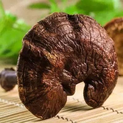 灵芝的多重功效与食用方法