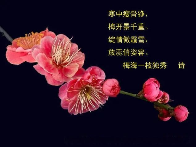 梅花怎么描写？——写出傲骨寒香的秘诀!