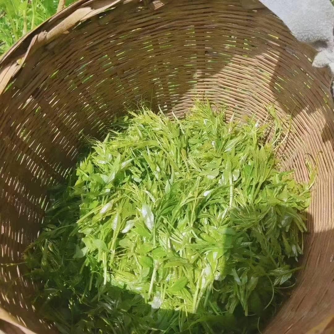 莓茶的功效与作用，看完就知道