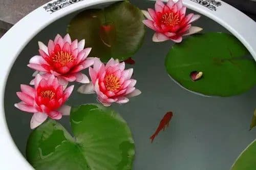 睡莲翻盆全攻略：把握最佳时机，让一盆变几盆！